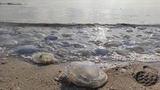 Denizanası sürülerinin 2 ayda Antalya Körfezi'ni terk etmesi bekleniyor