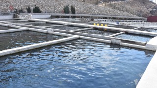 Devlet desteğiyle balık ihracatını artırdı