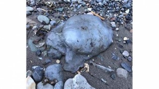 Hatay'da zehirli göçmen denizanaları kıyıya vurdu