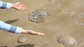 Mersin'de Kızkalesi sahiline ölü denizanası vurdu