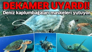 DEKAMER "Deniz Kaplumbağaları maskeleri yiyor"