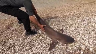 Hatay'da balıkçının oltasına kum köpek balığı takıldı