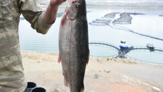 Malatya Türk somonu üretimiyle adından söz ettirmek istiyor