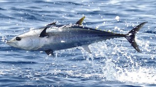 Mavi yüzgeçli orkinos avcılığı uygulama talimatı yayımlandı