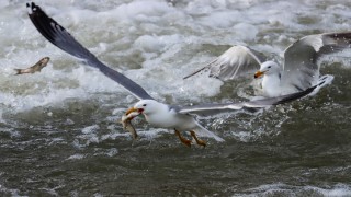 İnci kefalinin üremek için tatlı sulara göçü başladı