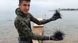 Mersin'de zehirli deniz kestaneleri dalış etkinliğiyle tespit edildi