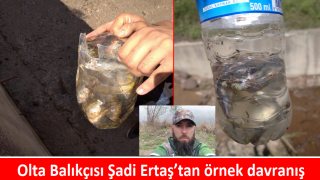 Ankara’da büyük ihmal sonucu binlerce balık telef oldu