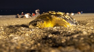 Deniz kıyısına çıkan caretta caretta için sahil boşaltıldı