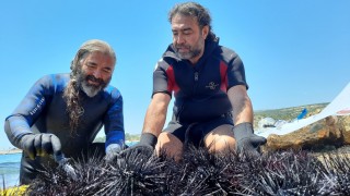 Mersin'de dalış etkinliğinde 37 zehirli deniz kestanesi tespit edildi