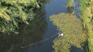 Nifrit Çayı'ndaki kirliliğin kaynağı otel lojmanları mı?