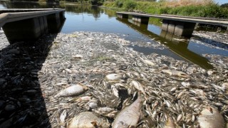 Almanya, Polonya'dan Oder Nehri'ndeki balık ölümlerinin sorumlularının bulunmasını istedi