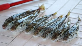 Bakanlığın desteğiyle 5 milyondan fazla balon balığının ekosisteme katılımı engellendi