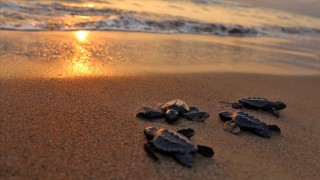 Deniz kaplumbağaları yumurtlamak için neden İztuzu ile Çalış plajlarını tercih ediyor?
