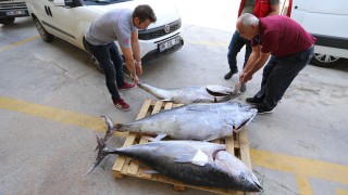 Kayıt dışı avlanan toplam 510 kilogramlık 3 orkinosa el konuldu