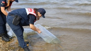 Kırklareli'nde jandarma ekipleri göletlere balık yavrusu bıraktı
