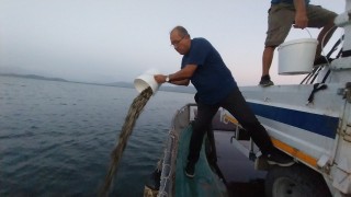Muğla'da 261 bin yavru sazan göle bırakıldı