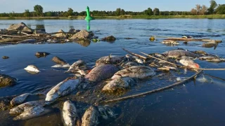 Polonya'nın Oder Nehri'ndeki toplu balık ölümlerinin nedeni araştırılıyor