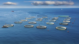 Türkiye, su ürünleri zenginliğini dünyaya ihraç ediyor