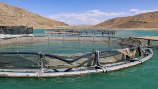 Van'da 38 tesiste alabalık üretimi yapılıyor