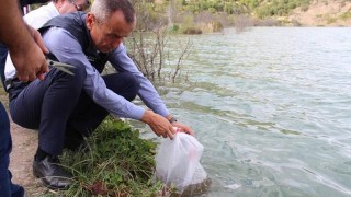 Karabük'te göl ve göletlere 20 bin sazan yavrusu bırakıldı