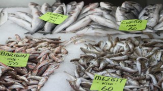 Karadeniz'de deniz suyu sıcaklığı balık avcılığını olumsuz etkiledi