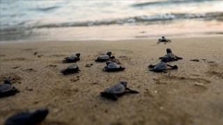 Muğla sahillerinden 40 bin yavru caretta caretta denizle buluşacak