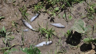Obruk Gölü'nde suyun çekilmesiyle oksijensiz kalan balıklar telef oldu