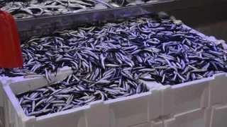 Hamsi tezgahlarda 100 liradan satılıyor
