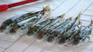 Havaların soğumasıyla balon balığı avcılığının artması bekleniyor