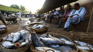 Sudan'da balıkçıların buluşma noktası "Mevrade balık pazarı"