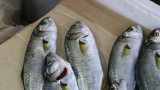 Tekirdağ'da lüfer tezgahlarda yerine almaya başladı