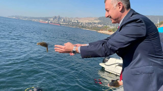 İzmit Körfezi'ne 6 bin çipura, levrek ve kalkan yavrusu bırakıldı