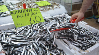 Batı Karadeniz'de balıkçılar hamside umduğunu bulamadı