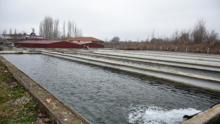 Malatya "balık yavrusu" üretiminde merkez olma yolunda