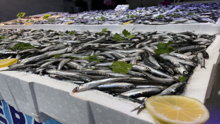 Trabzon'da hamsinin kilogramı 35-50 liradan satılıyor