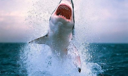 Avustralya’da köpek balığı saldırısına uğrayan genç kız öldü