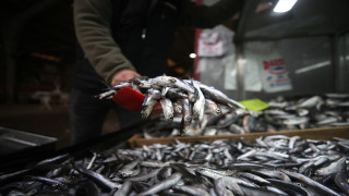Batı Karadeniz'de havaların soğuması balık avcılığındaki hareketliliği artırdı