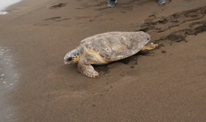 Datça'da ölü caretta caretta kıyıya vurdu