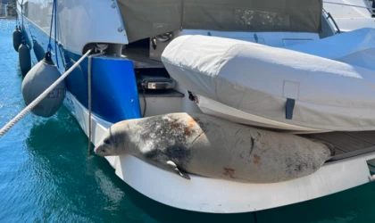 Didim'de marinada Akdeniz foku görüldü