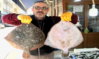 Sinop'ta kalkan balığının kilosu 400 liraya düştü
