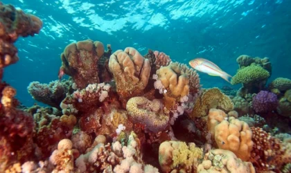 Galapagos Adaları'nda el değmemiş mercan resifi keşfedildi