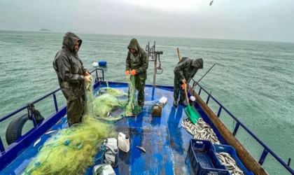 Van Gölü'nün "incileri"nin göçü başlıyor