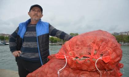 Balık avı yasağı döneminde salyangoza yönelen balıkçıların mesaisi başladı