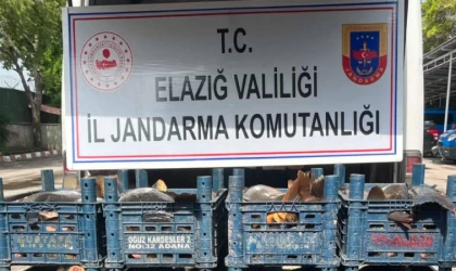 Elazığ'da kaçak avlanan 1 ton 400 kilogram balık ele geçirildi