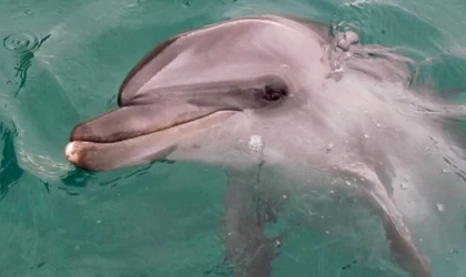 Meksika nesli tükenme tehlikesi altındaki yunuslar için arama çalışmaları başlattı