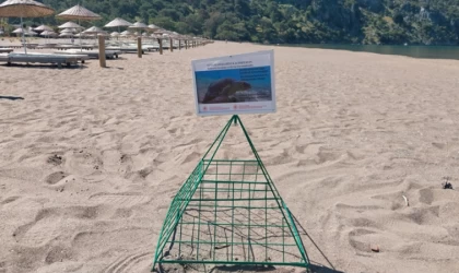 Muğla'da caretta carettalar İztuzu sahiline yumurta bırakmaya başladı