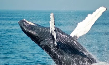 Norveç'ten teknelere temas ettiği için yaralanan “casus” balinaya yaklaşılmaması uyarısı