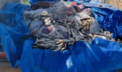 Van'da kaçak avlanan 12 ton inci kefali ele geçirildi