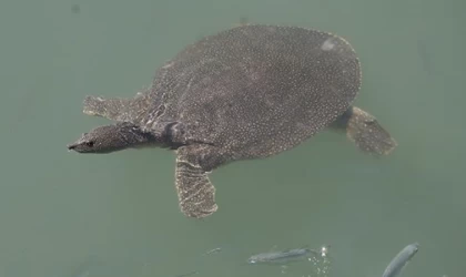 Antalya'da nesli tehlike altındaki Nil kaplumbağaları korunuyor