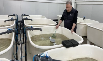 Elazığ'da bu yıl 700 bin siraz balığı yavrusu ekonomiye kazandırılacak